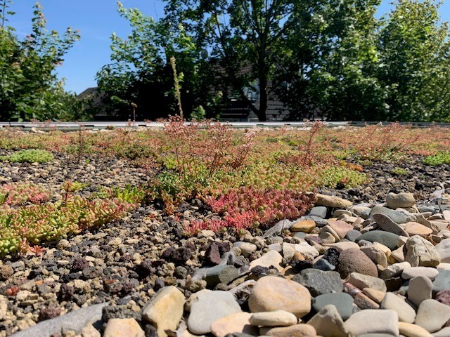 Dachbegrünung auf einem Garagendach