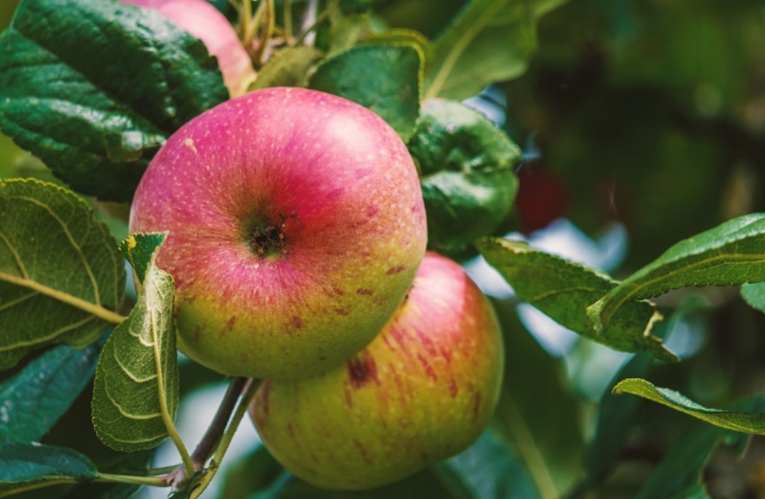 Klimawoche: Apfelbaum