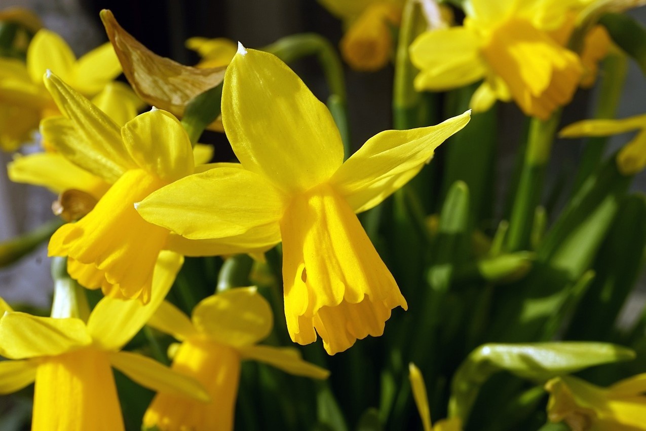 Langenberger Frühling 2024