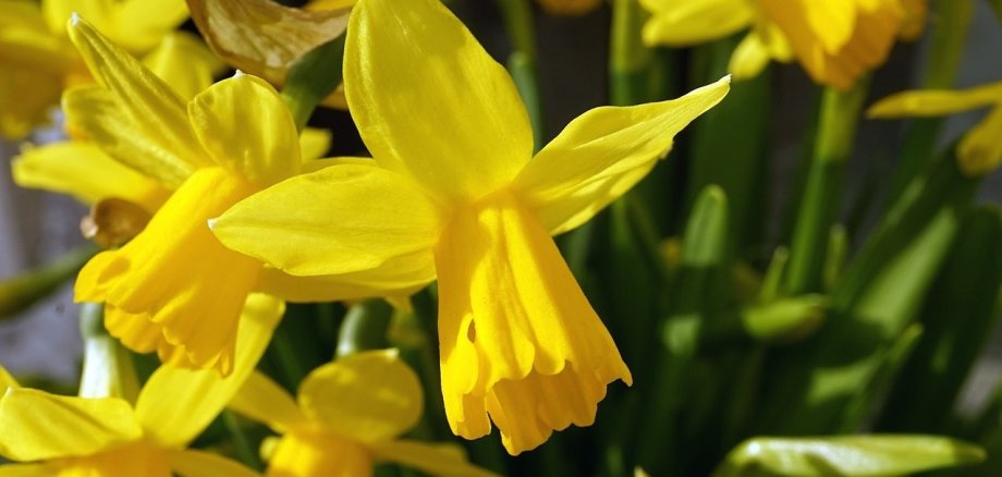 Langenberger Frühling 2024