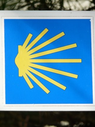 Jakobsmuschel - strahlenförmiges Objekt auf blauem Hintergrund