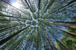 Wald
